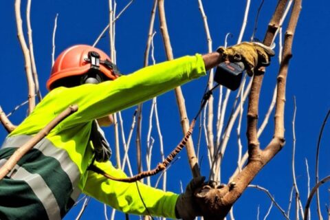 Preparant-nos pel Dia Internacional del Medi Ambient: jardineria sostenible i reciclatge natural