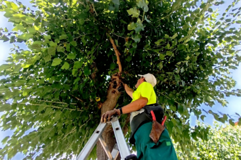 Manteniment verd amb criteri tècnic i responsabilitat social
