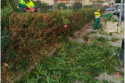 🌿 Manteniment i retall de zones arbustives: cuidem els espais verds del municipi