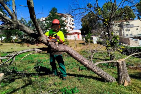 🌳 Campanya de retirada d’arbres morts o malalts