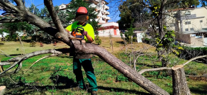 🌳 Campaña de retirada de árboles muertos o enfermos