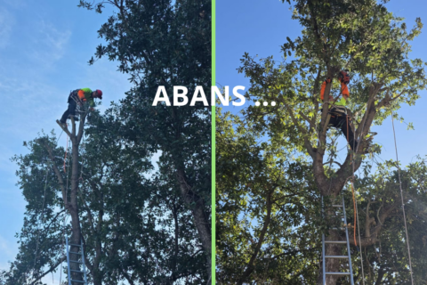 Treballs de poda en alçada d’una alzina amb afectació a una propietat veïna