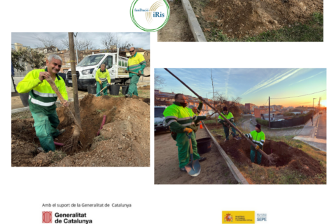 La Fundació Iris inicia els treballs de plantació d’arbrat a Sant Vicenç dels Horts
