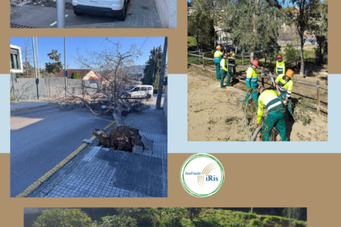 Intervenció del servei de jardineria per garantir la seguretat viària durant l’episodi de vent