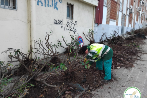 Replantació i optimització de recursos en espais urbans