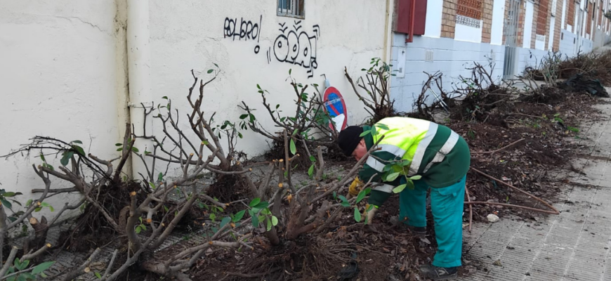 Replantació i optimització de recursos en espais urbans