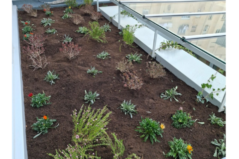 Jardineria professional per a empreses: intervenció sostenible en un edifici d’oficines a Barcelona