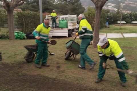 Treballs de recuperació de la gespa a la piscina de la Blava