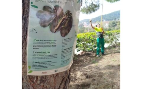 Treballs del Servei de Jardineria: prevenció de la processionària del pi als espais públics
