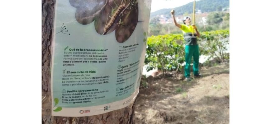 Trabajos del Servei de Jardineria: prevención de la procesionaria del pino en espacios públicos
