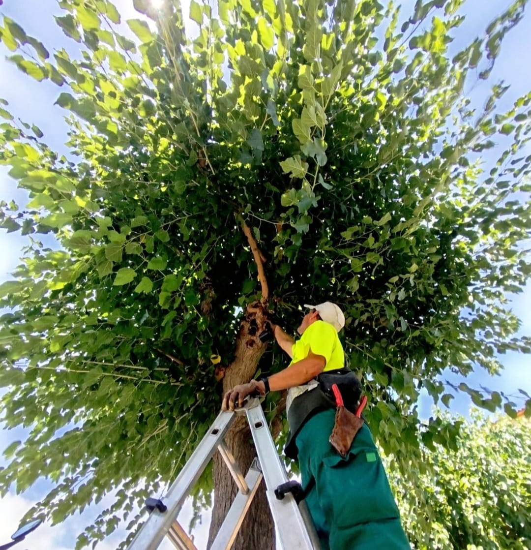32. Jardineria